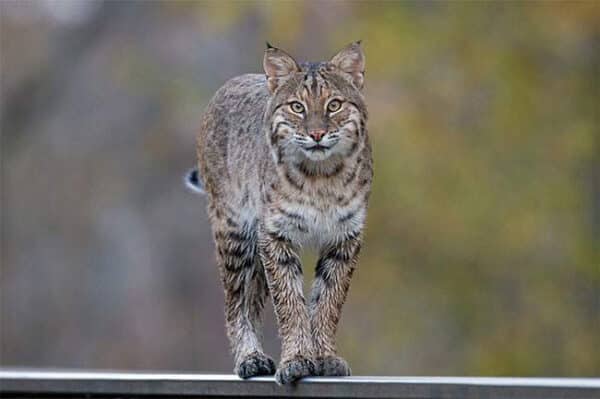 Trappers top hunters in 2019-20 bobcat harvest - Outdoor News