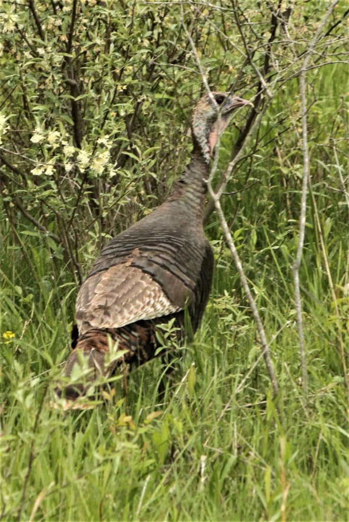 Turkey1