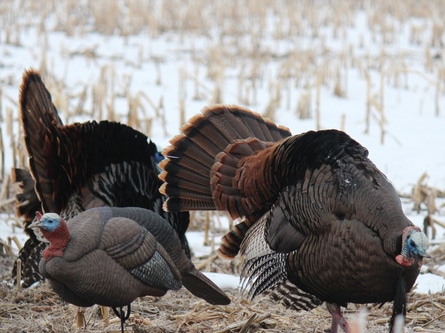 Turkeys Snow Mndnr