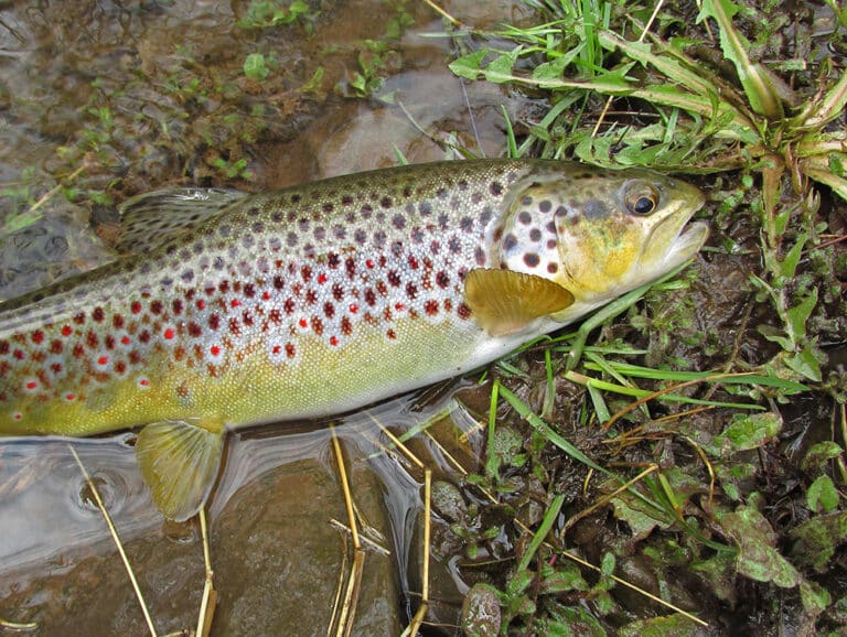 A Foot Plus Long Wild Brown Trout 1788 Ps C