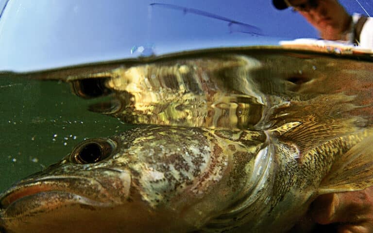 Walleye New Windigo