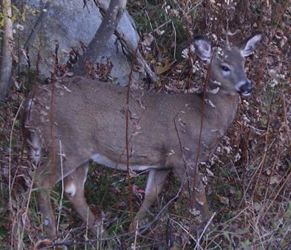 Buttonbuck