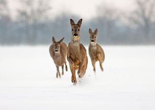 Three Roe Does Running In Snow Towards Cemra