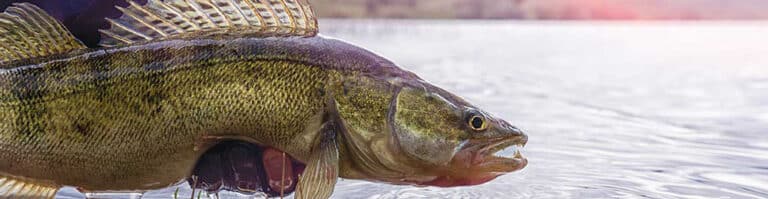 Walleye New Ohdnr