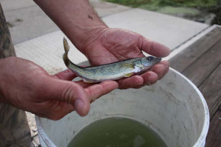 Walleye Fingerling