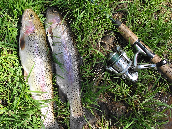 Steffe Blog Trout