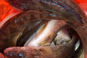 Walleyes Bucket