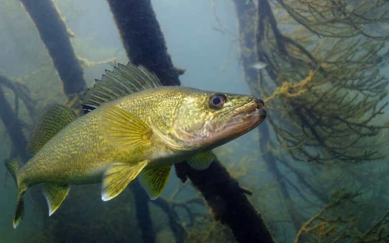 Walleye New Mndnr