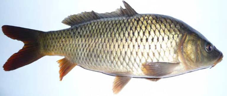 Common Carp Odnr