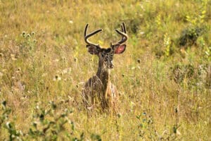 Deer Hidden By Tall Grasses 1