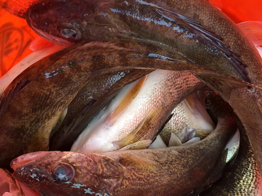 Walleyes Bucket