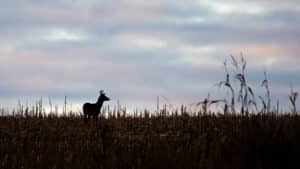 Silhouette Of A 8 Point White Tailed Deer Buck Standing In A Cornfield
