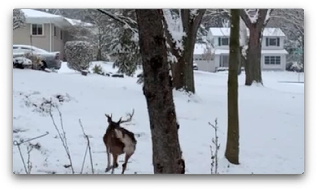 Deerhammock