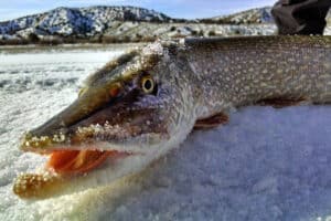 2021 02 16 Northern Pike