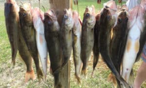 Walleyes Upperred Cropped