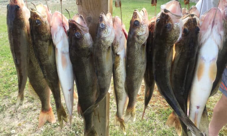 Walleyes Upperred Cropped