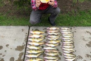 5 9 Hilts Erie Perch
