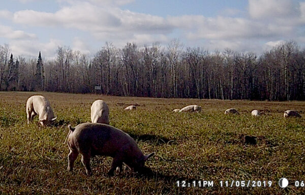 Expansion of feral hogs in southern Canada a 'true concern' for ...