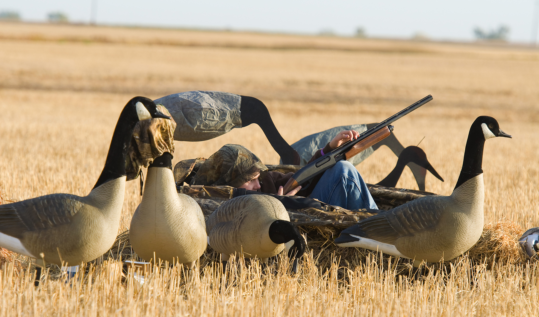 WI Daily Update Goose Hunting Opportunities In The Badger State WI Daily Update Goose Hunting Opportunities In The Badger State