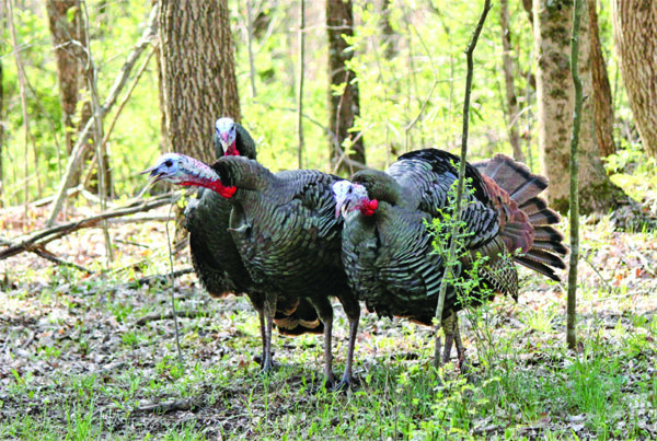 Tips to manage your land for wild turkeys - Outdoor News