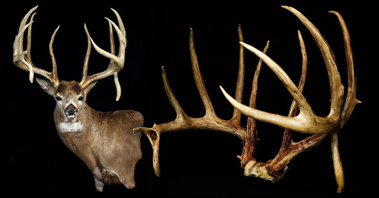 Illinois hunter had No. 3 B&C rack in basement for decades before ...