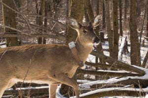 Wisconsin study shows CWD greatly reduces annual survival rates in deer ...