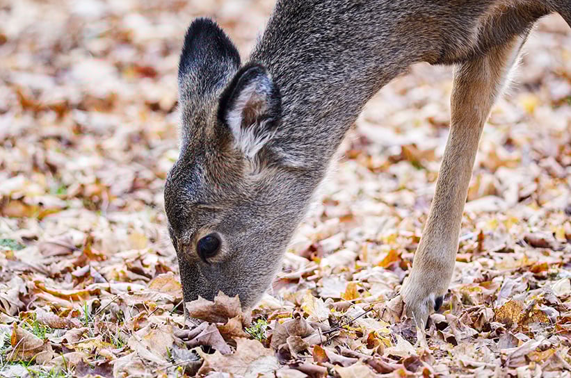 Minnesota CWD hunt is Dec. 19-21 in select areas