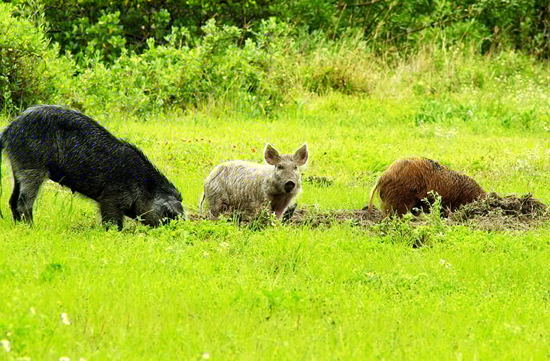 Illinois man dies on feral hog hunt in Georgia