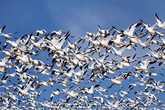 Looking for huge spring flocks ? Here are four destinations to hunt north - bound snow geese