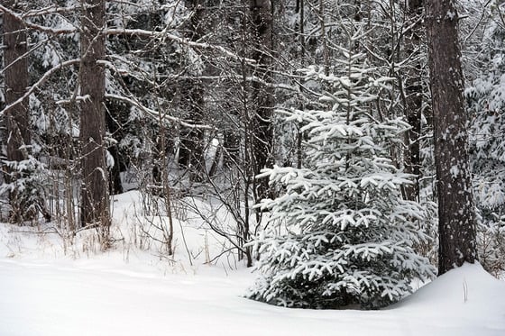 Here’s four ways Minnesota forests are adapted to winter
