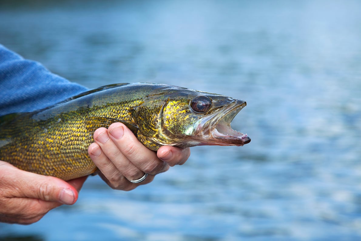Twelve new Minnesota conservation officers now afield
