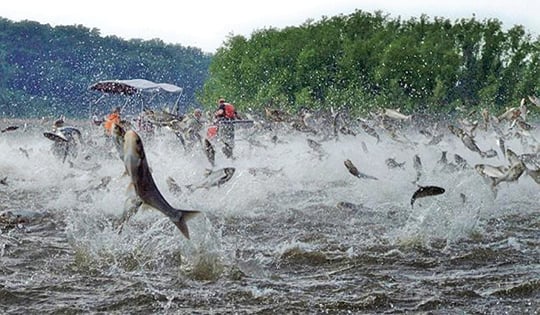 Kentucky doubles down with invasive carp removal efforts