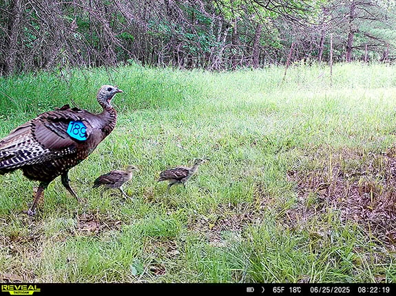 ‘Trifecta’ of tactics helps hone in on poult survival rates for Wisconsin's wild turkeys