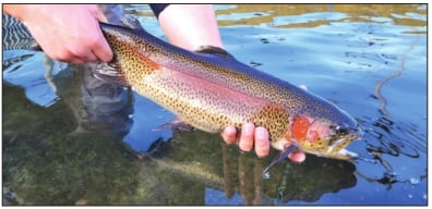 Pennsylvania Fish & Boat agency releases 2026 trout-stocking schedule
