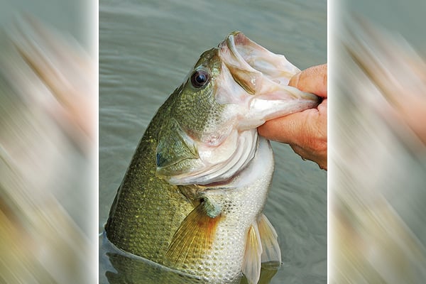 Minnesota DNR adds new catch-and-release bass season as part of 2026 regulation changes