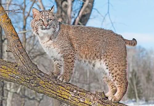 University of Illinois study examines how mammal life grows with tree cover