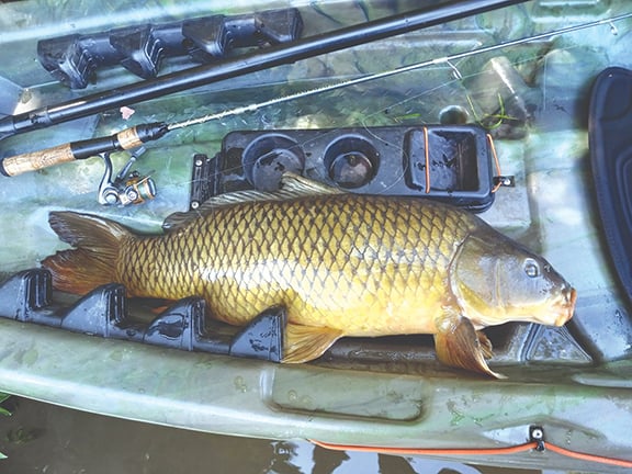 Outdoor Insights: Proposed limits on Minnesota’s native rough fish not as cut and dried as one might think