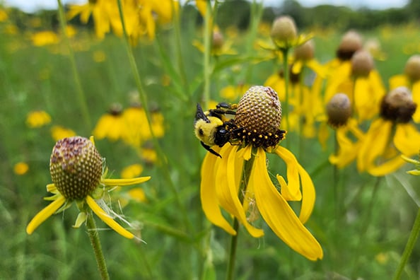 Ohio Wildlife Diversity conference set for March