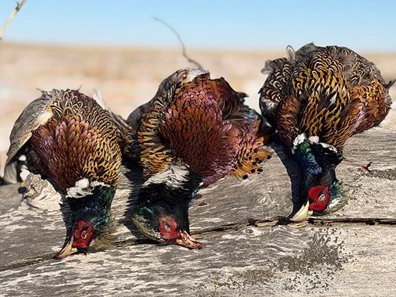Has South Dakota seen any negative effects from longer pheasant seasons?