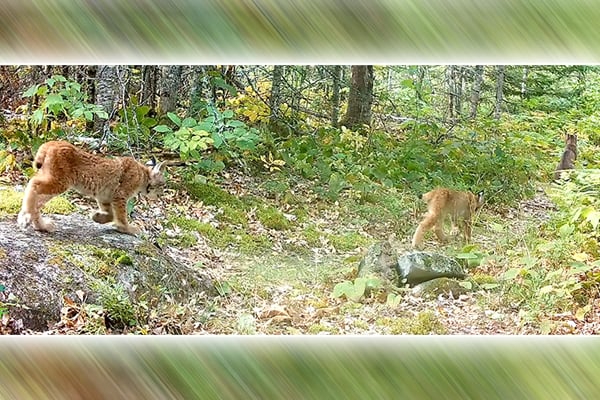 Lynx kits documented in Minnesota's Voyageurs National Park for