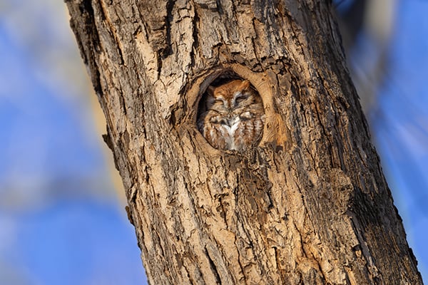 Nature Smart: Created by woodpeckers, tree cavities hold value for multiple wildlife species