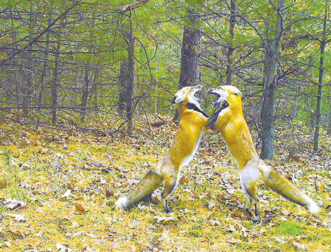 Patrick Durkin, Author at Outdoor News