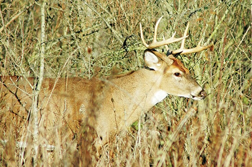 Wisconsin CWD bills are killed, but life may still flicker - Outdoor News