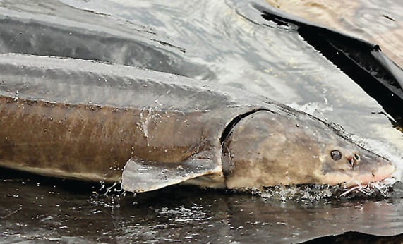 WI Daily Update: Giant sturgeon netted during Wisconsin research work - Outdoor News