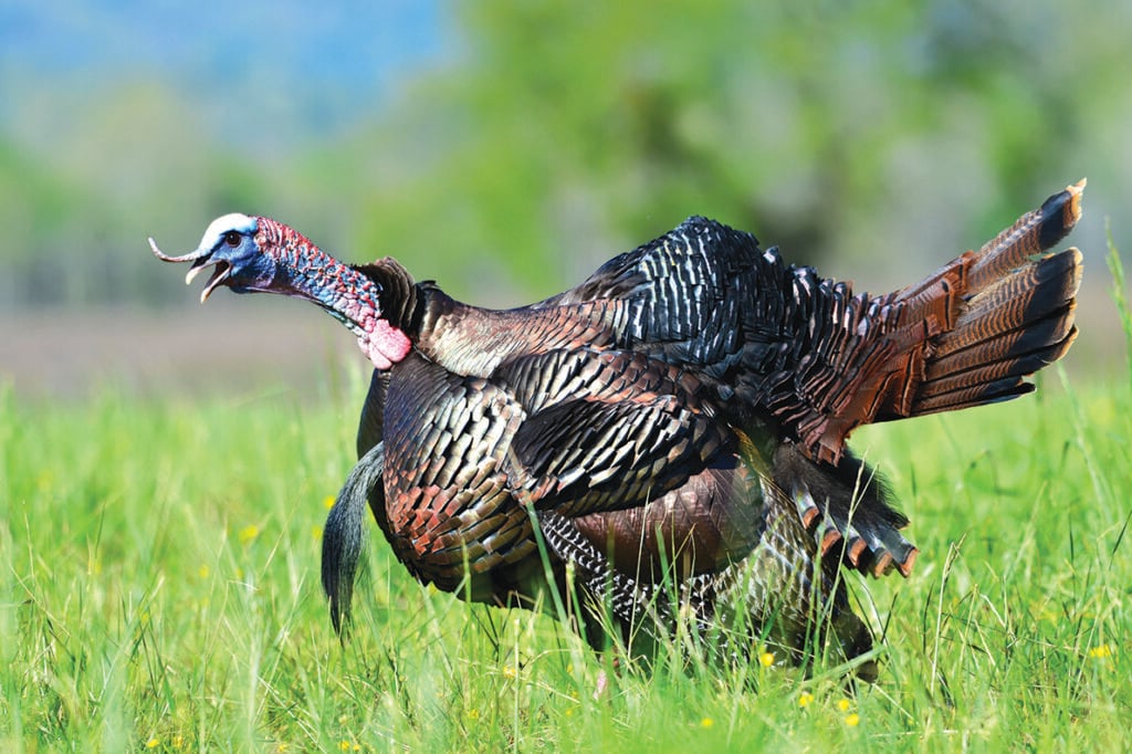 Despite dip from 2025, Minnesota turkey hunters on pace for top-three harvest
