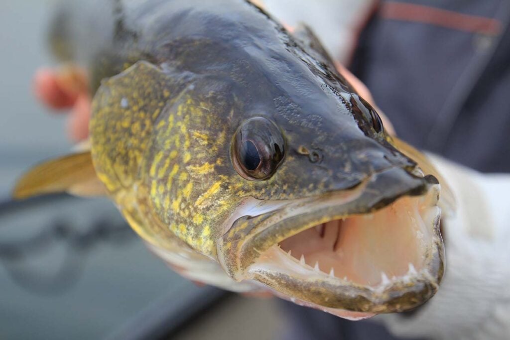 Walleyes a target in effort to alter regulations for commercial fishing in Michigan