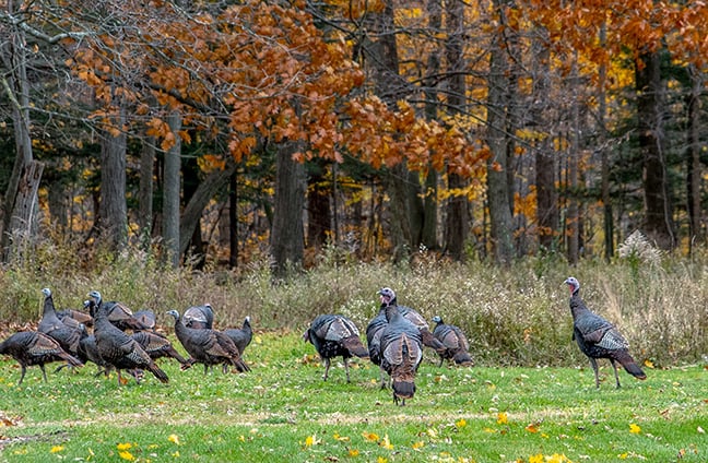 Ohio Insider: More on the decision ban archery equipment during fall turkey season
