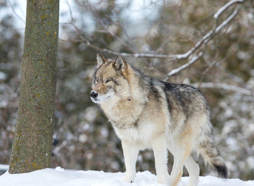 Dean Bortz: Which way will Wisconsin DNR lean on wolf loss payments?