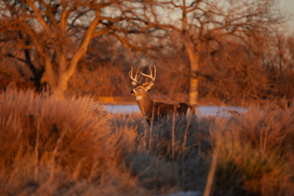 Ohio's early deer season continues torrid pace - Outdoor News